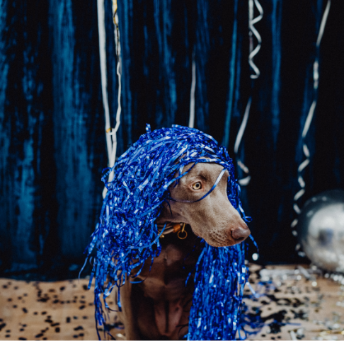Hond draagt feestversiering